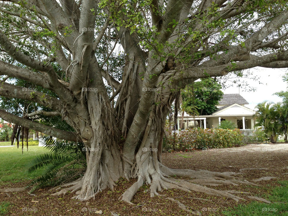 Banyan