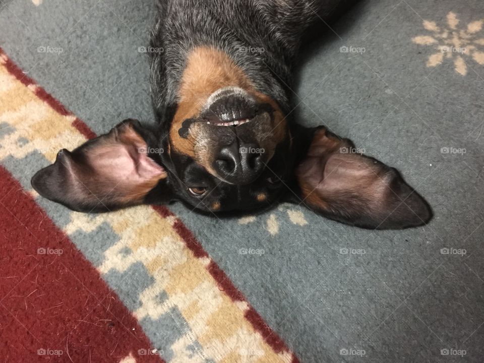 Silly hound