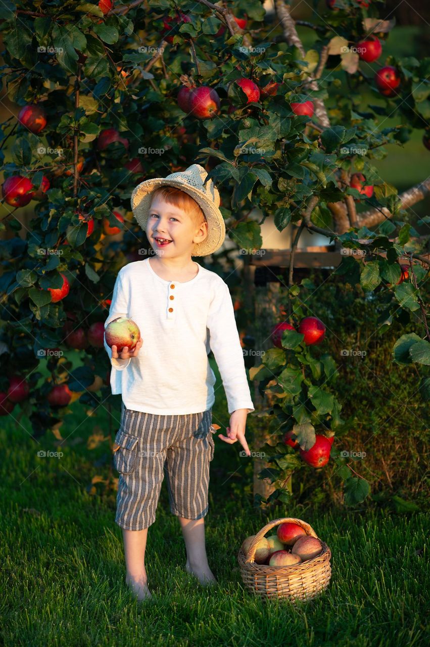 Autum harvest, cute boy witn apple fruit basket