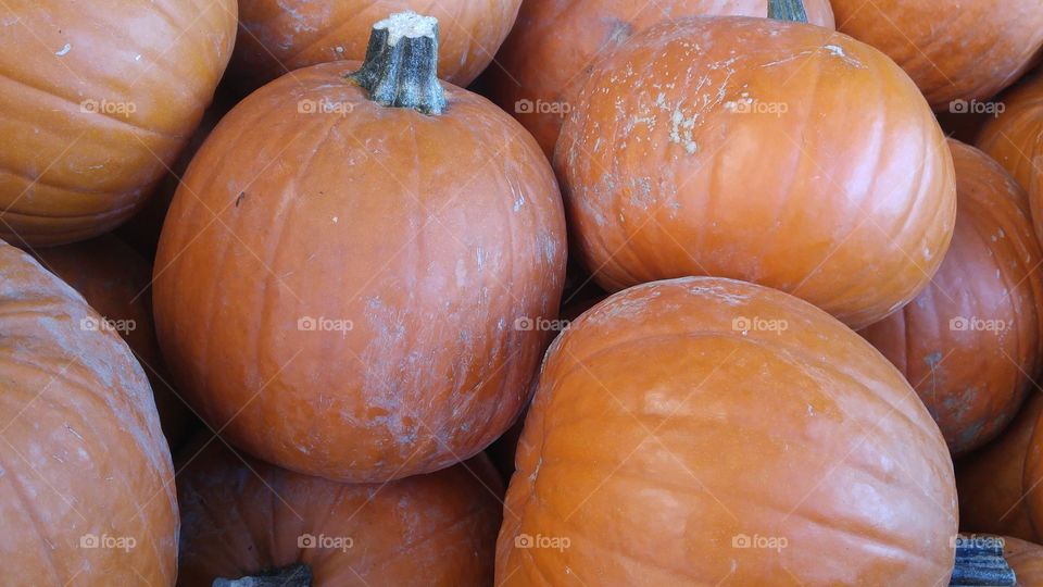 pumpkin pile