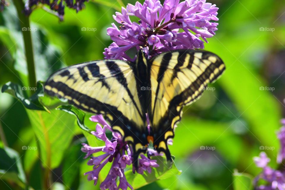 Yellow and black Butterfly on lilacs 
