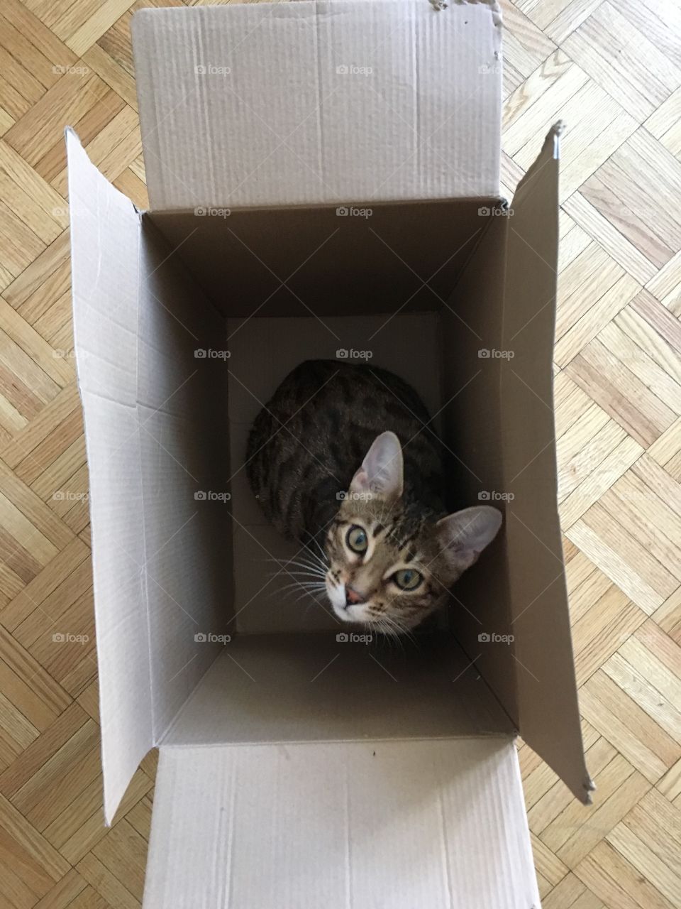 Lucy in a box 