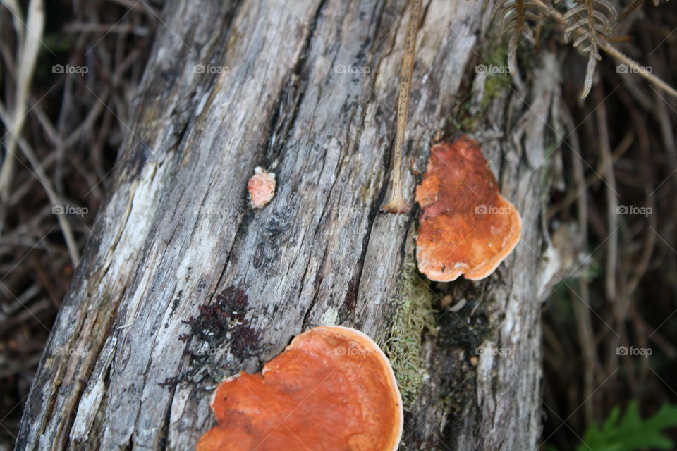 Wild mushrooms