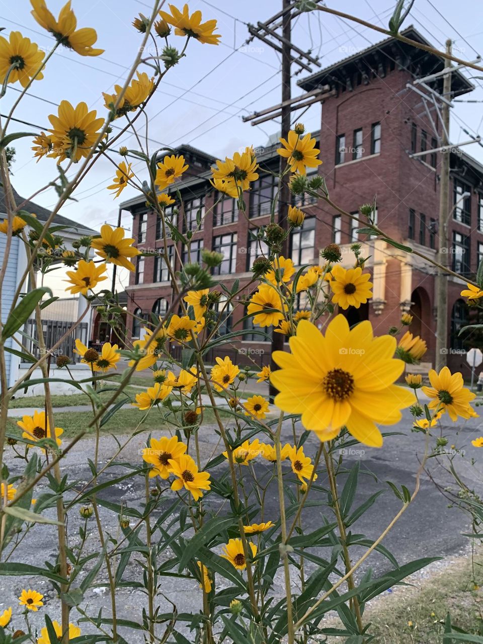 Beautiful yellow Black Eyed Susan’s growing outside our house during the Spring!