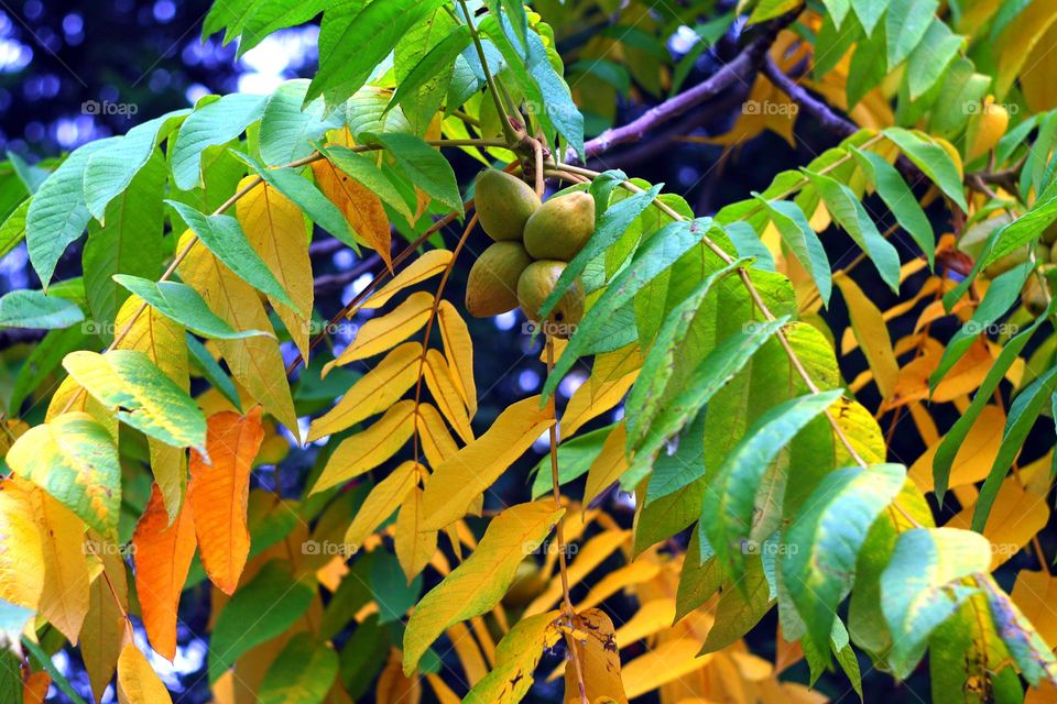 colorful walnut tree leaves in autumn