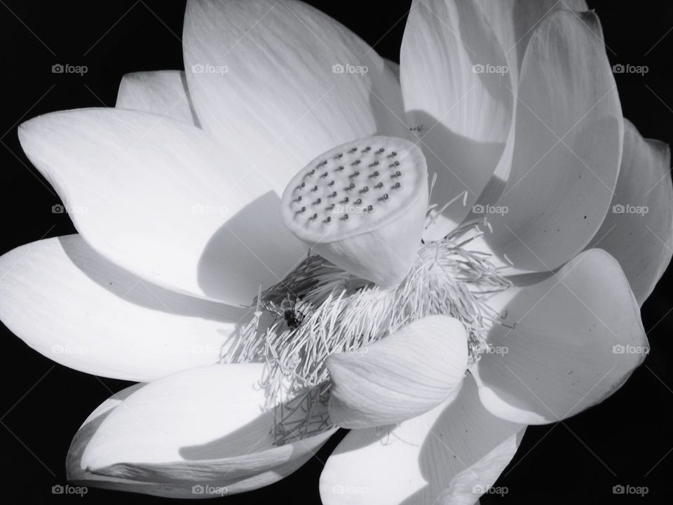 Black and White lotus flower in a duck pond