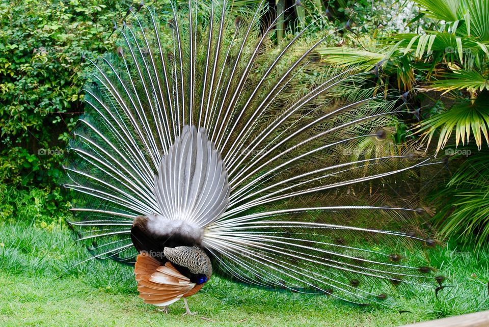 peacock from behind