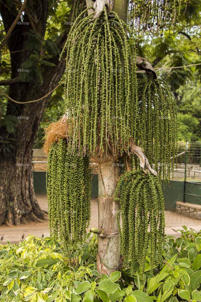 National Zoological Gardens of Sri Lanka