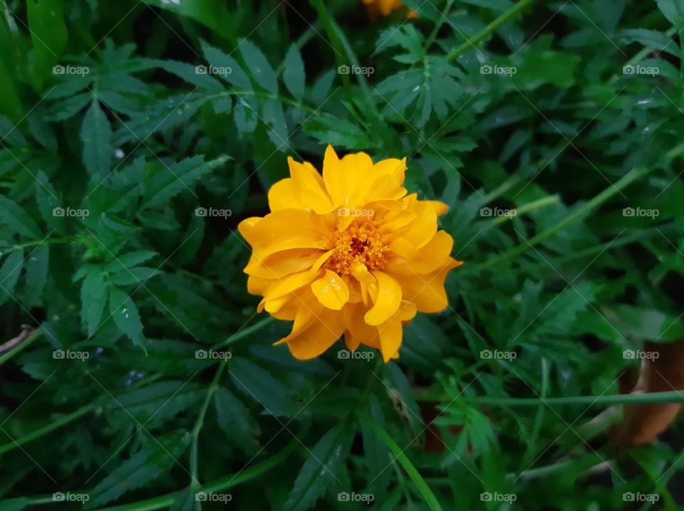 This is a one of beautiful flowers in my garden. Scientific name Tagetes, Higher classification: Daisy family, Rank: Genus