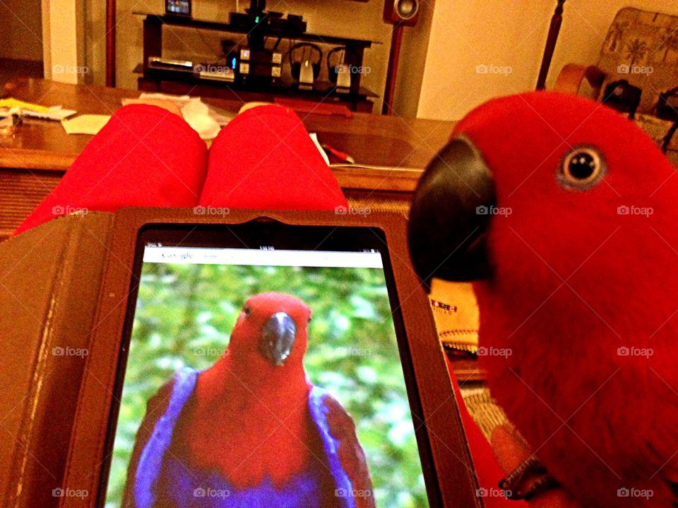 Pet parrot and iPad