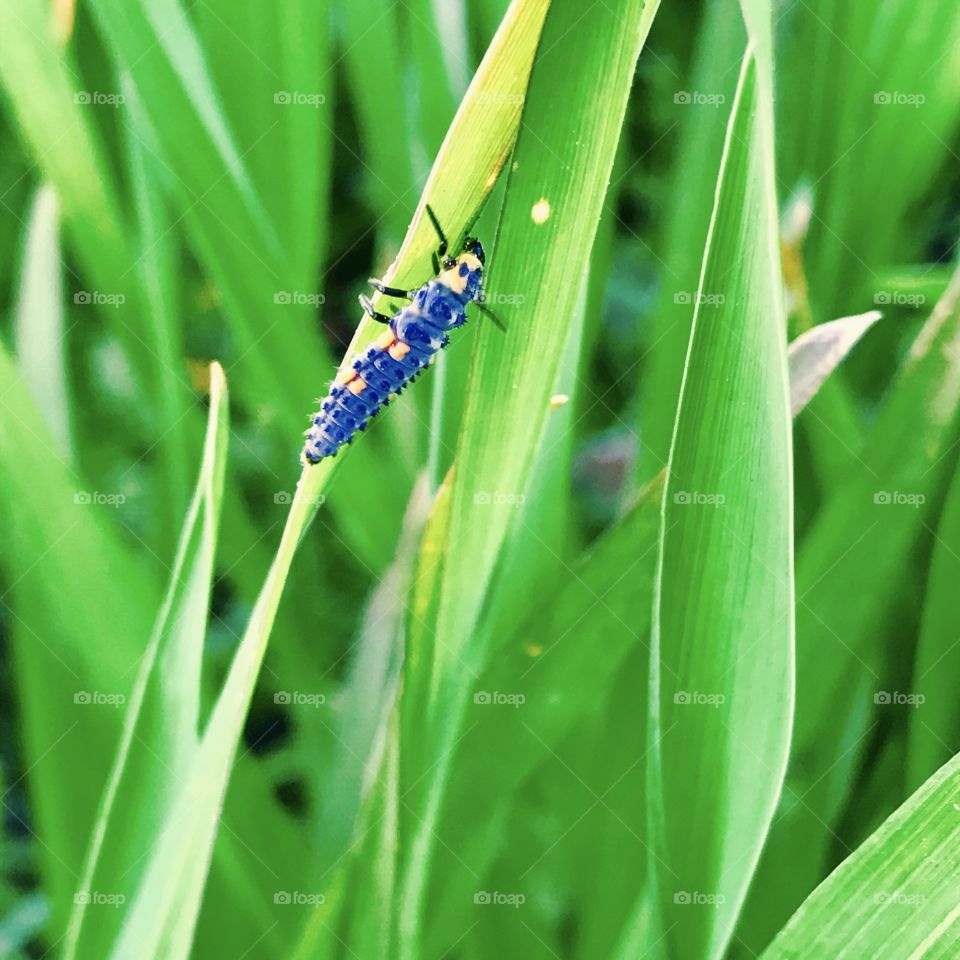 Close-Up Insect in grass