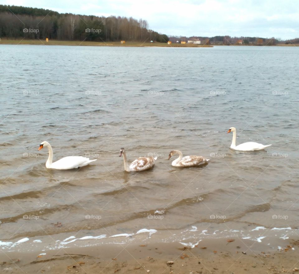 Swan, Bird, Water, Goose, Waterfowl