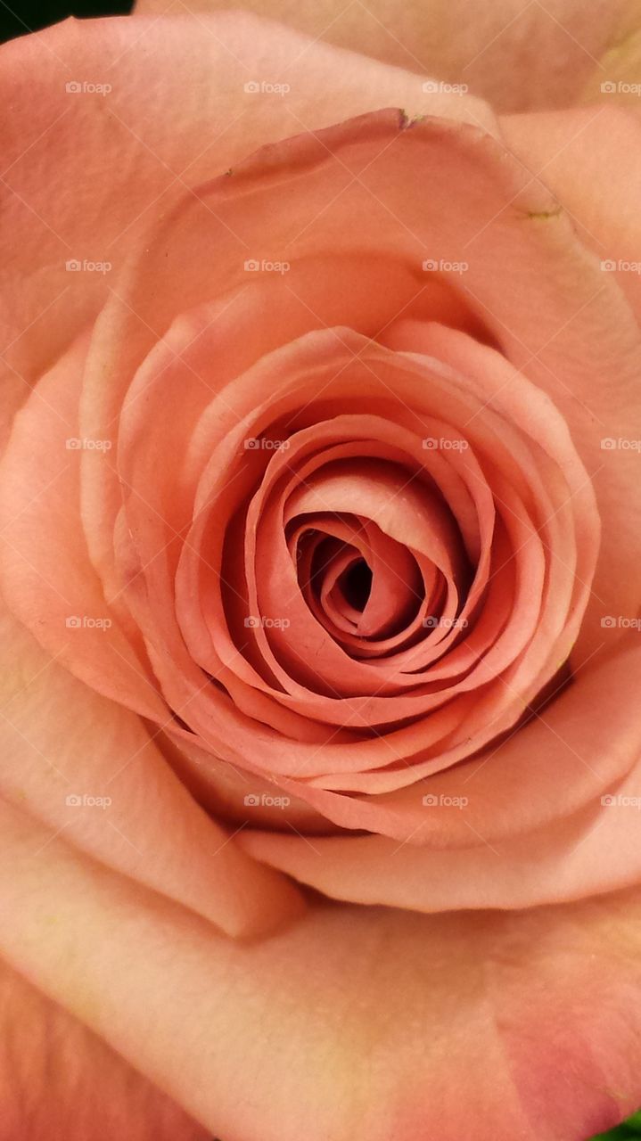 Peach rose