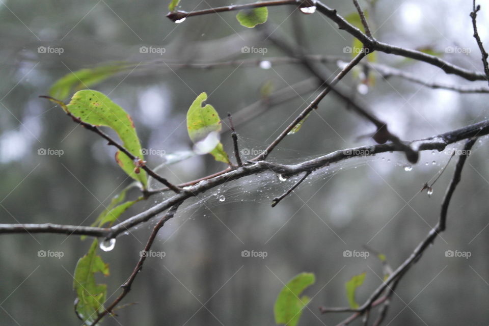 Rainy woods Highsprings Florida 