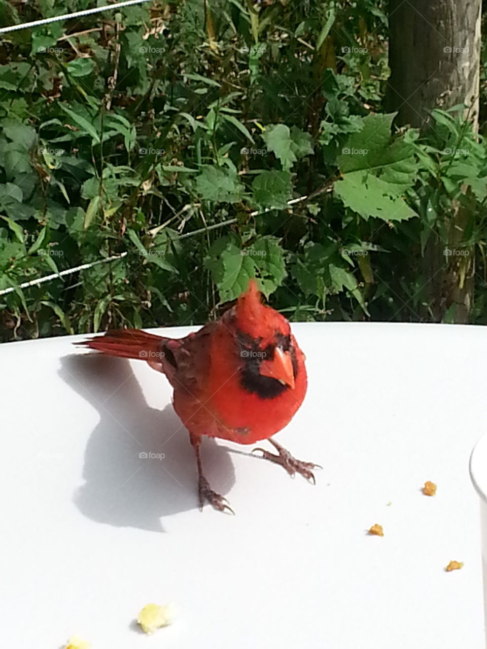 cardinal at our table