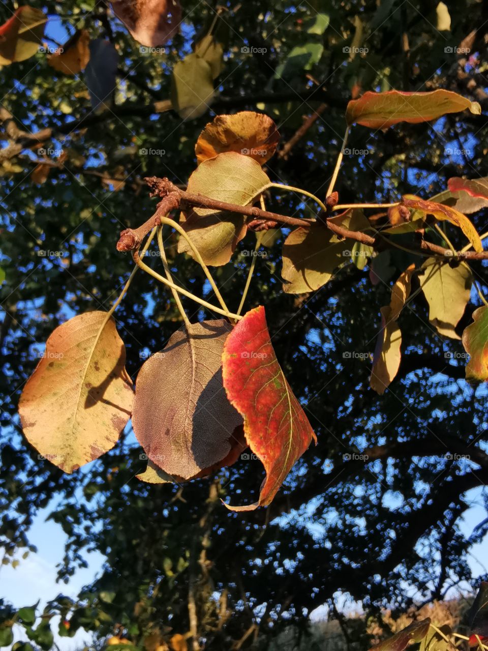 Herbstliche Blätter im Apfelbaum