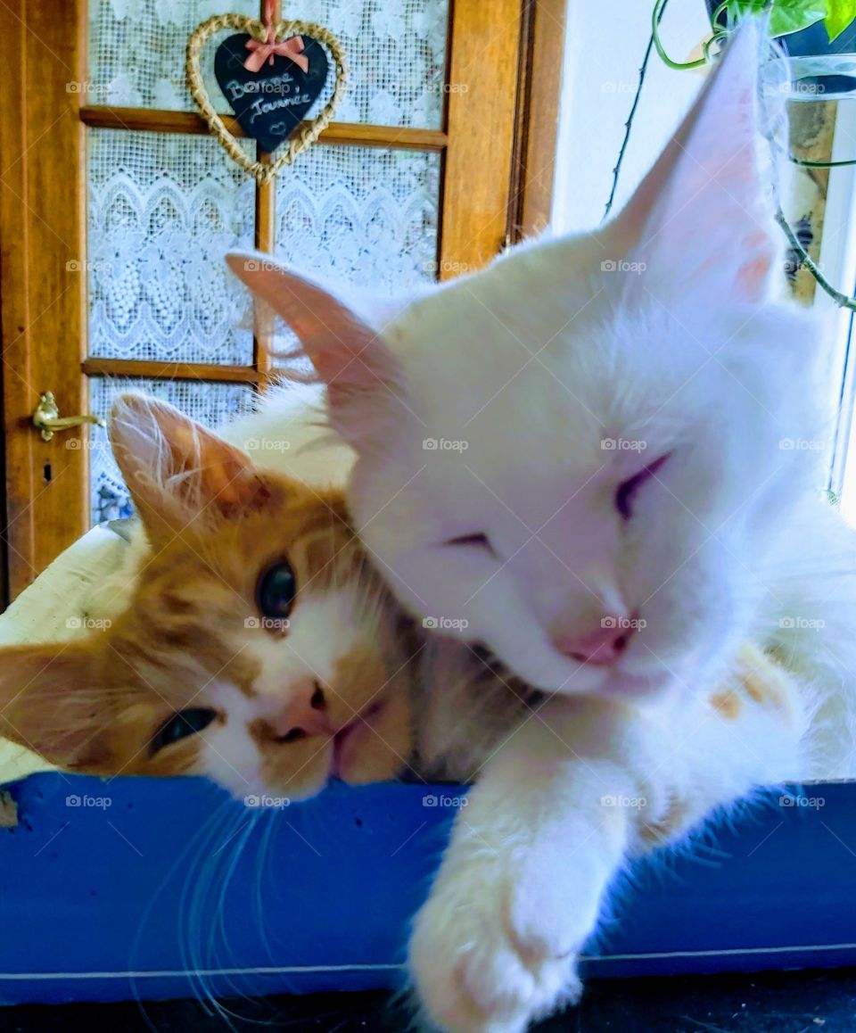 My cats mum and baby