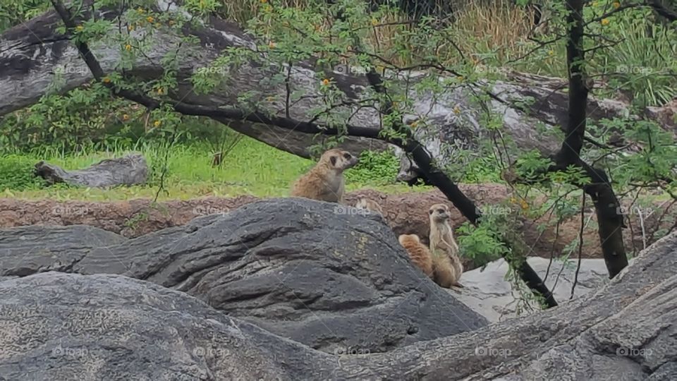 A family of meerkats look on from behind their perch at Animal Kingdom at the Walt Disney World Resort in Orlando, Florida.