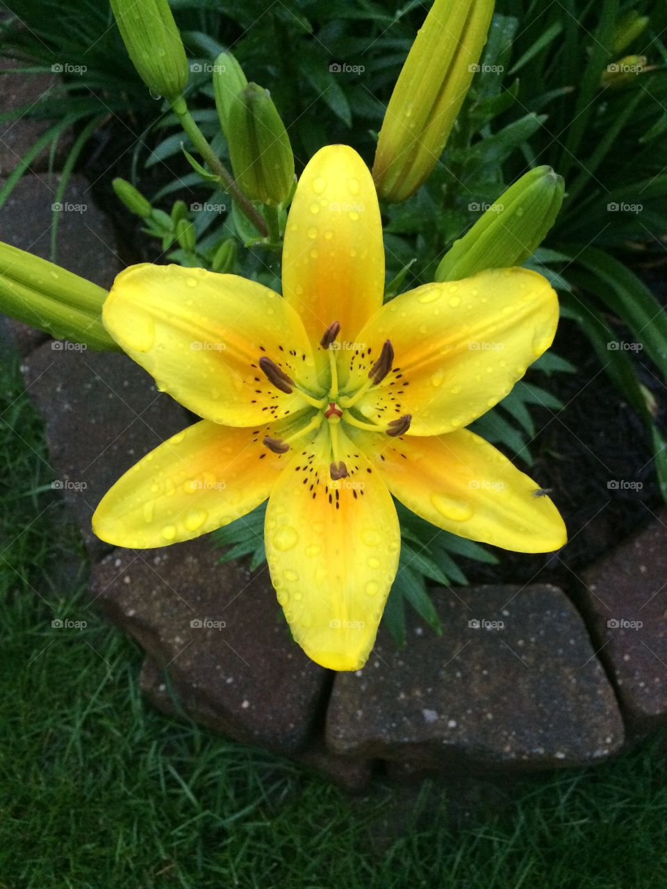 Yellow flower. Taken in my yard
