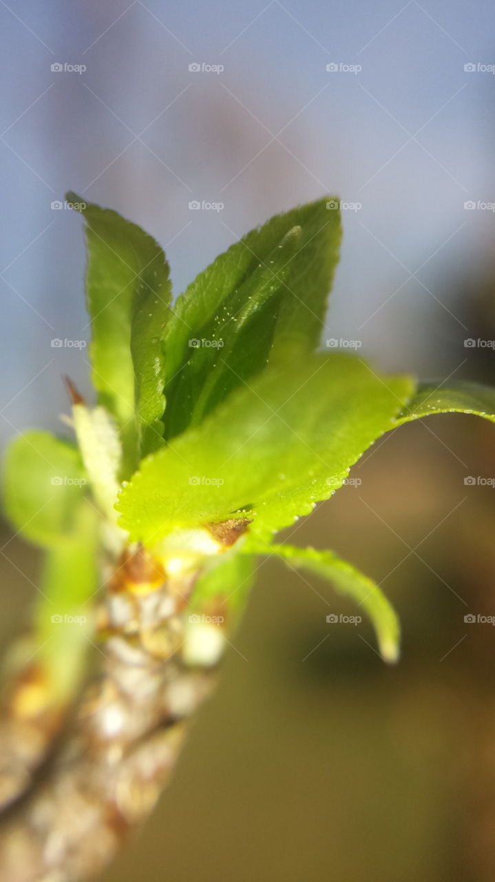 Leaf, Nature, No Person, Blur, Outdoors