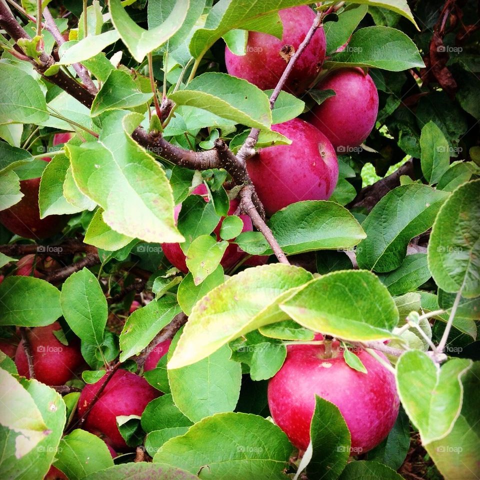 Fresh macintosh apples