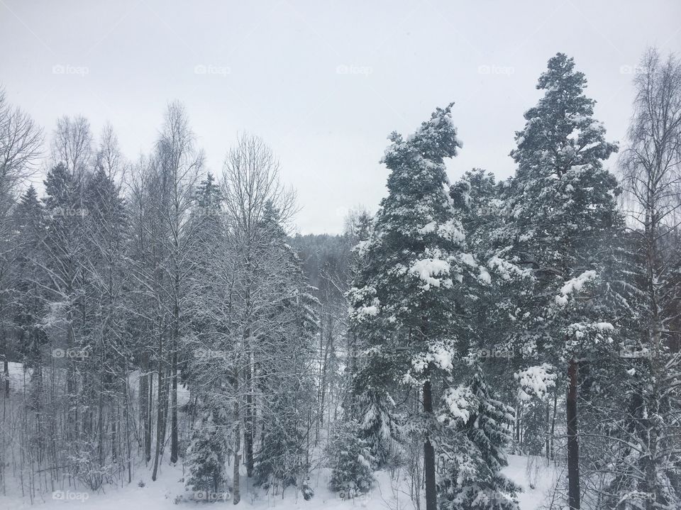 Frozen trees in forest during winter