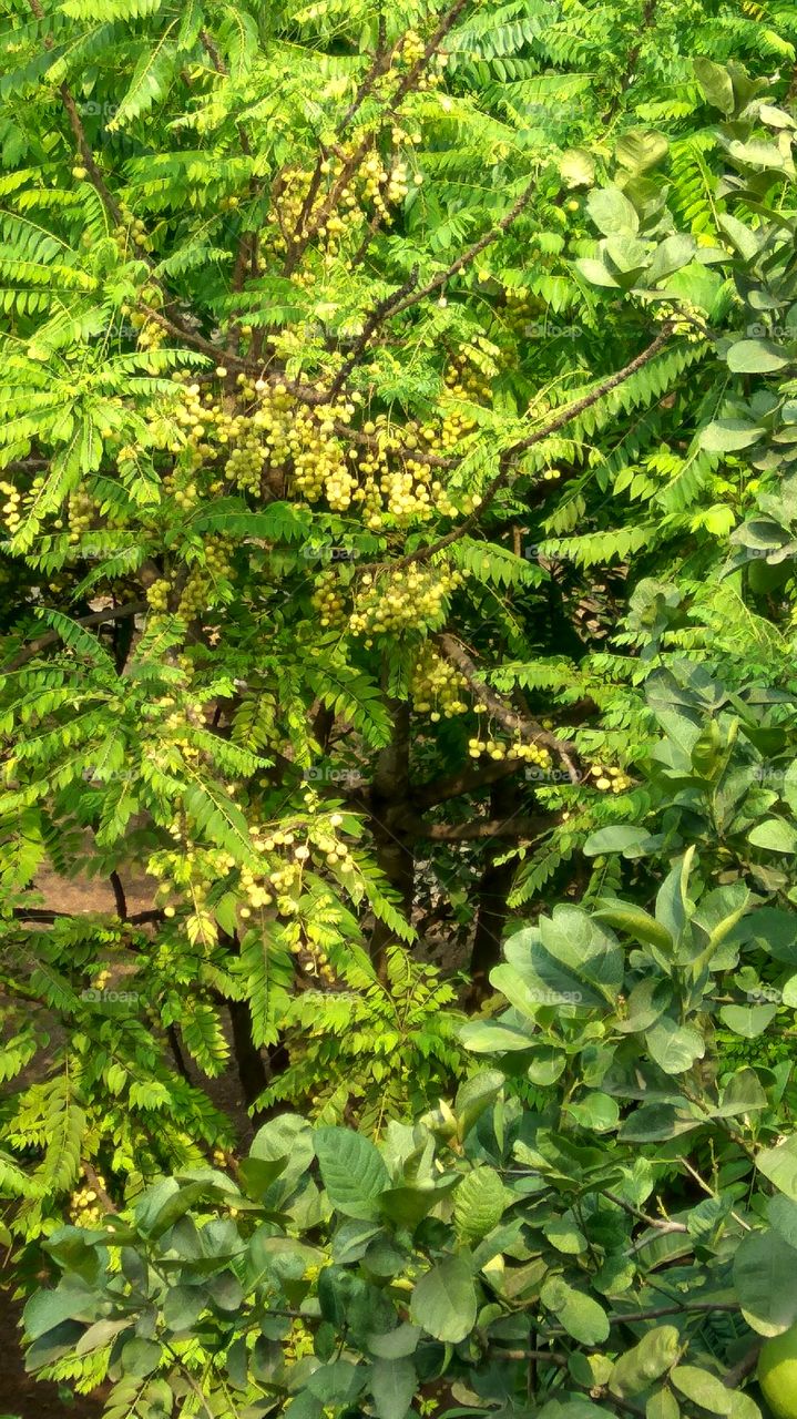 little limsey fruits