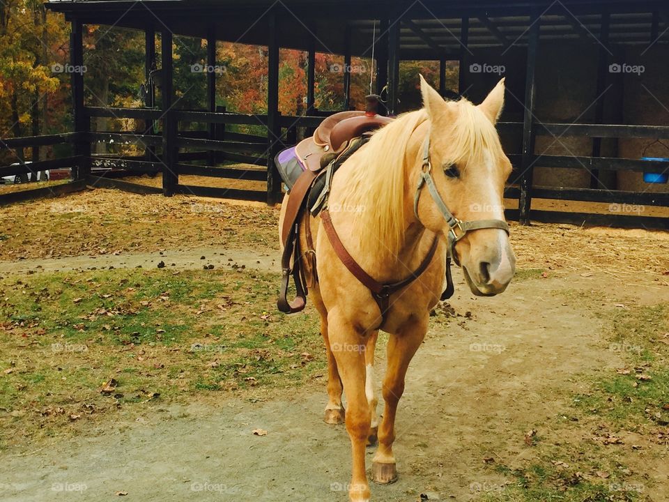 Friendly tab horse