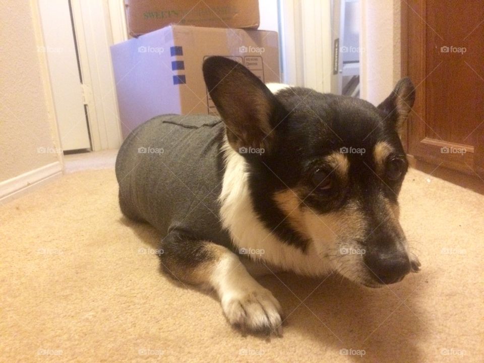 Thunder shirt needed 