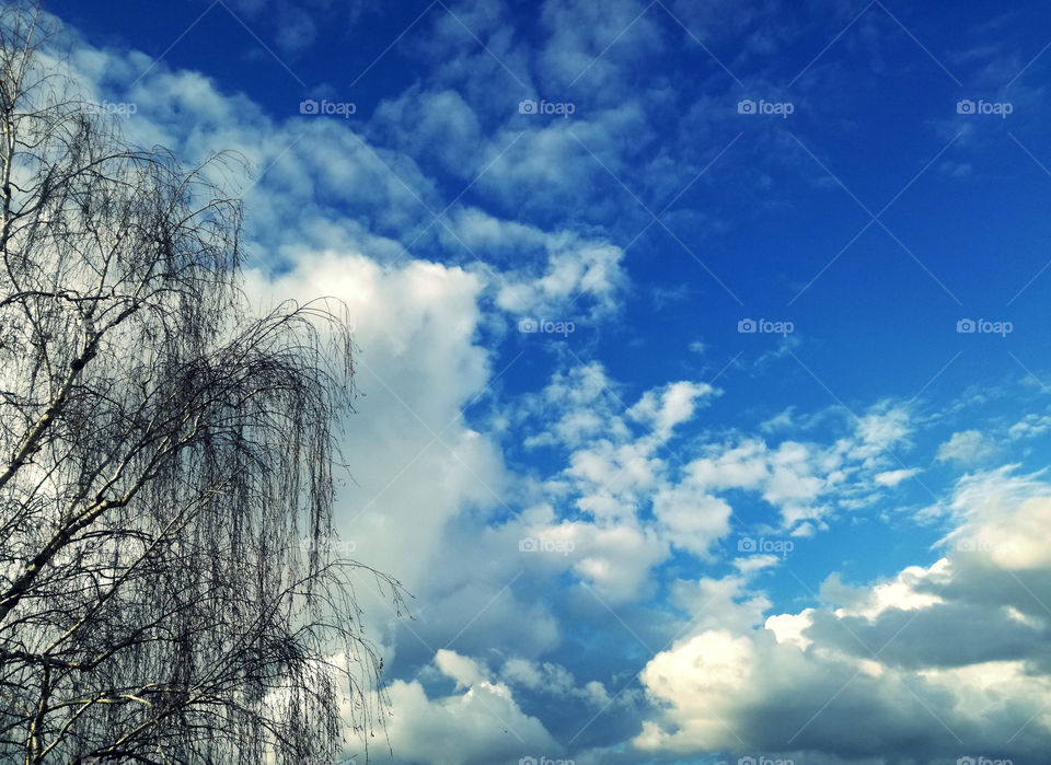 blue sky with perfect white clouds and dry tree