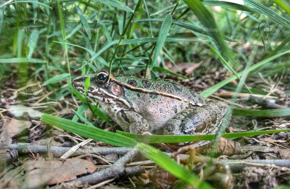 frog in grass