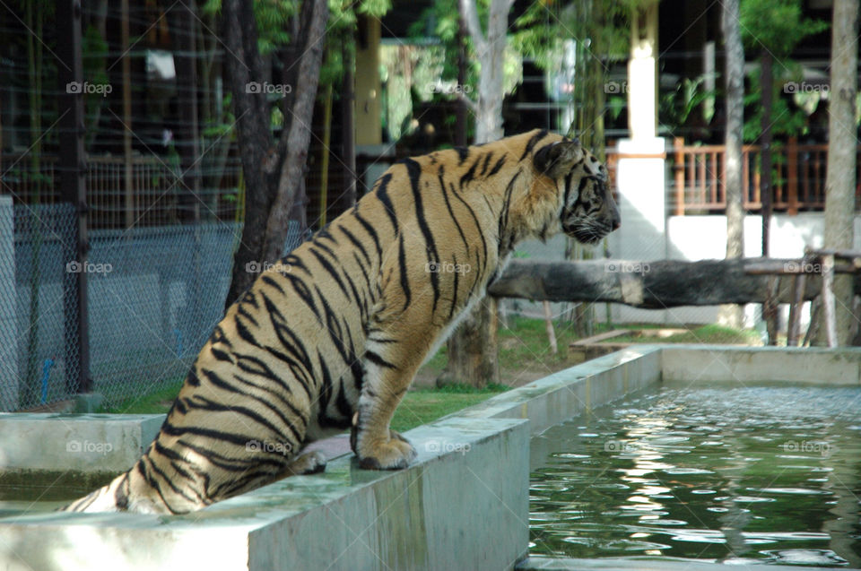 tiger tiger kingdom thailand by nikz04