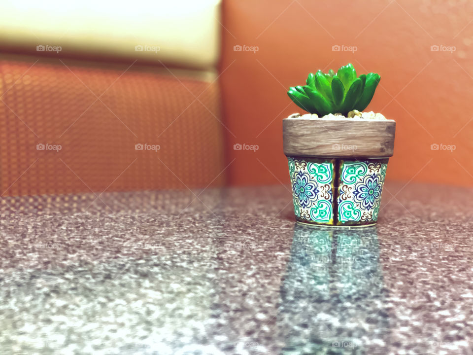 Potted succulent plant on the table 