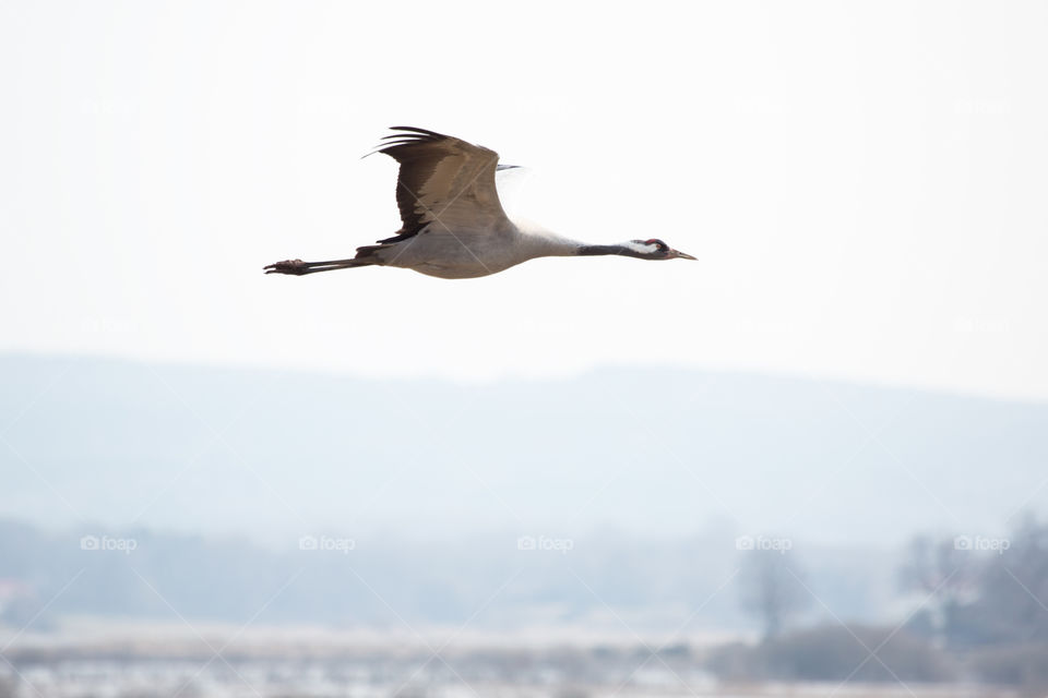 Beautiful Crane bird in flight at lake Hornborga Sweden, flygande trana vid Hornborgasjön Sverige 