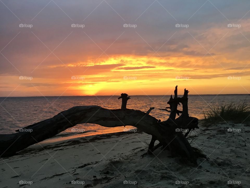 Give Me Light - A tall tree with extended branches reaches out to the elements for another day of survival in a incredible sunset