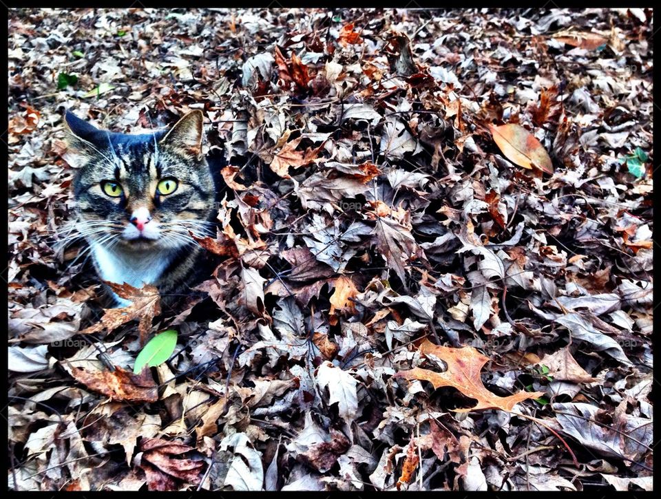 Camo-cat