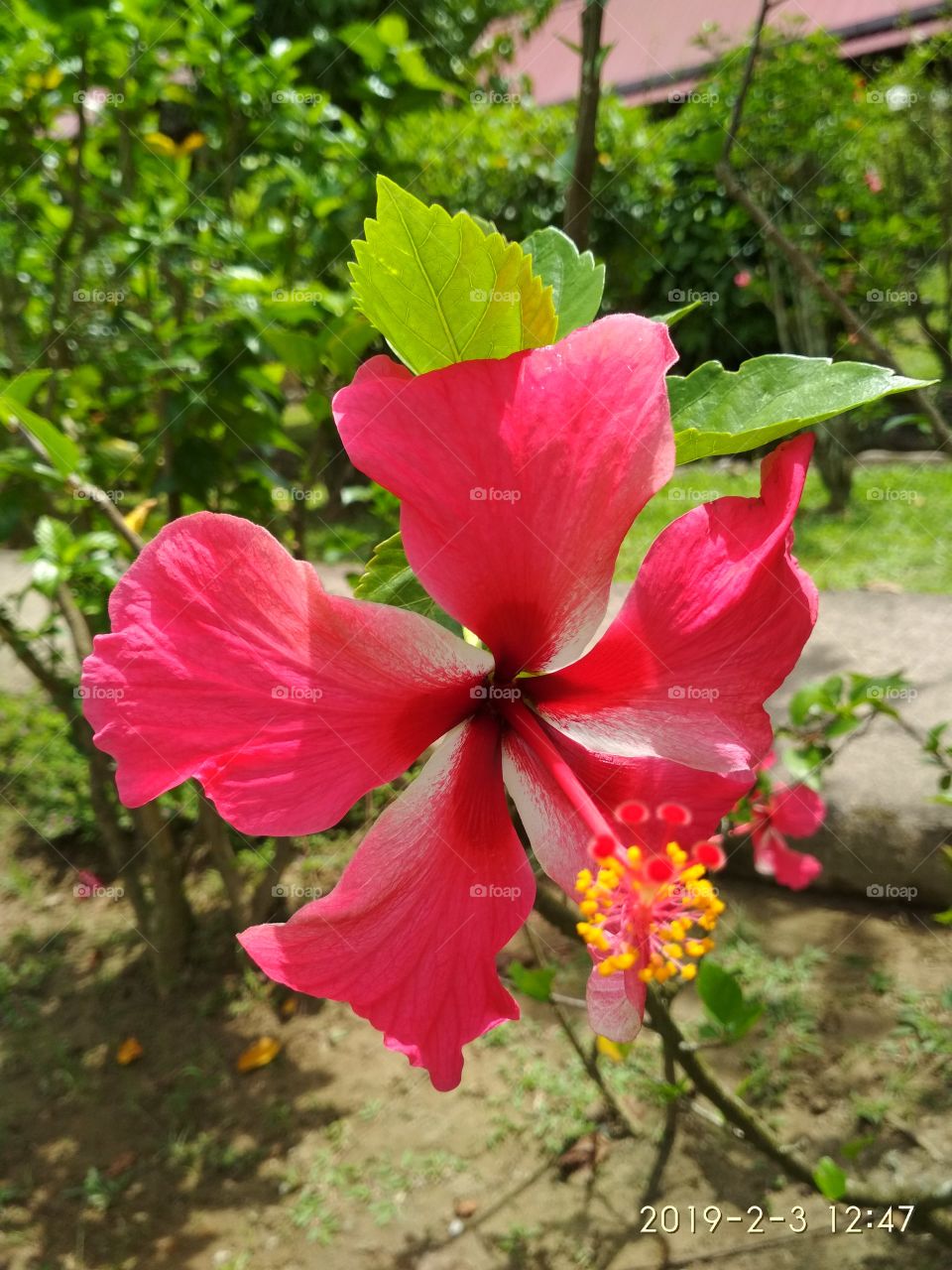 Flower