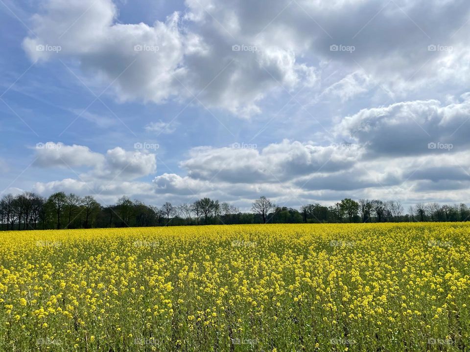 Rapeseed field 