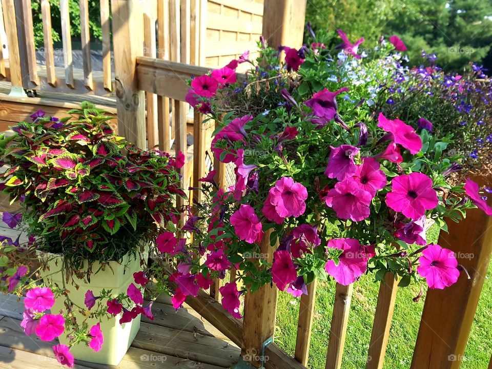 Flowers on wooden patio 🌸 Fleurs sur patio de bois