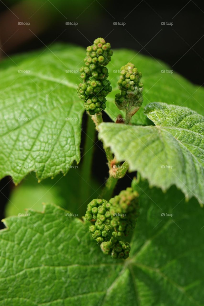 2014 grape crop