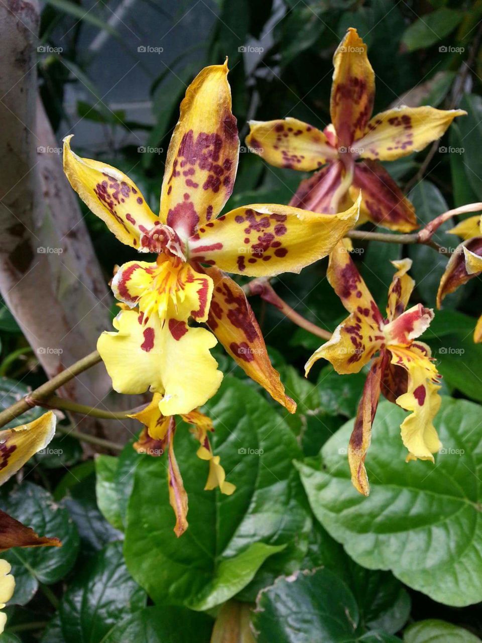 Rare Orchid