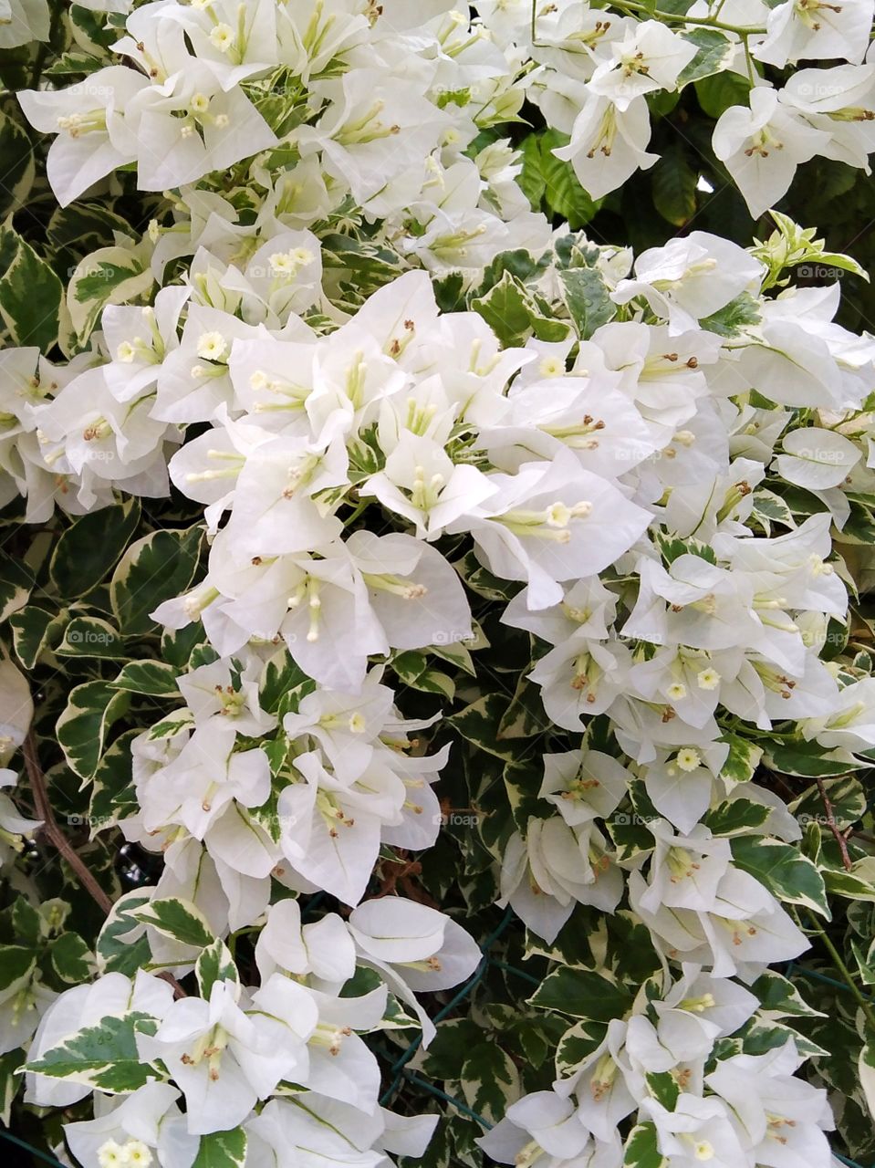 White bougainvillea.