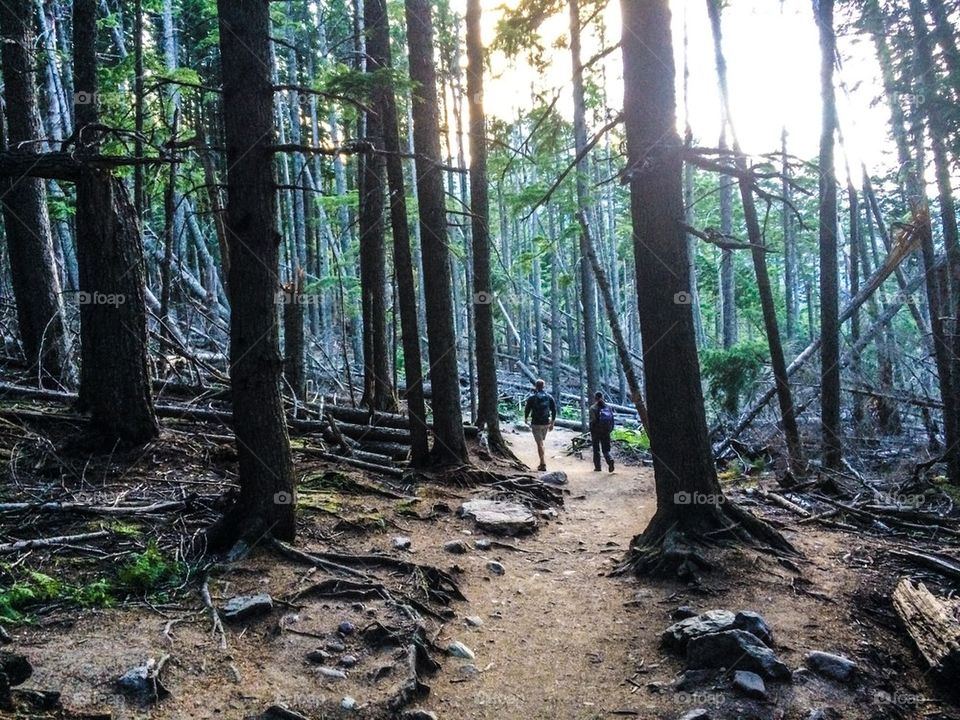 Forest hike