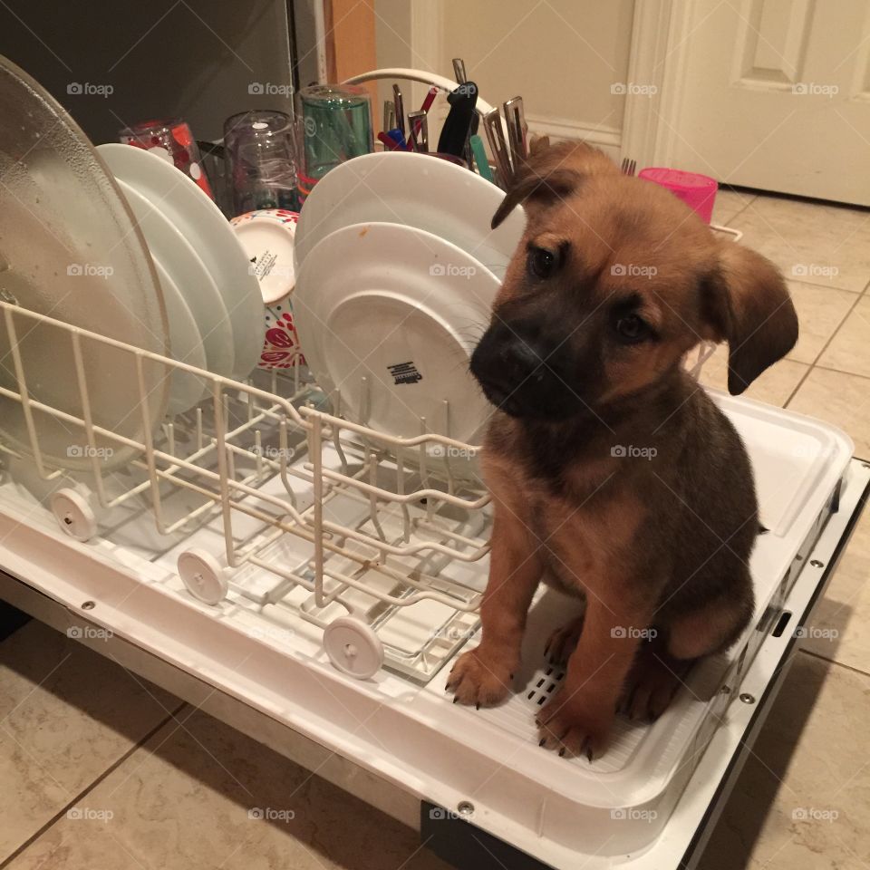 Puppy doing dishes