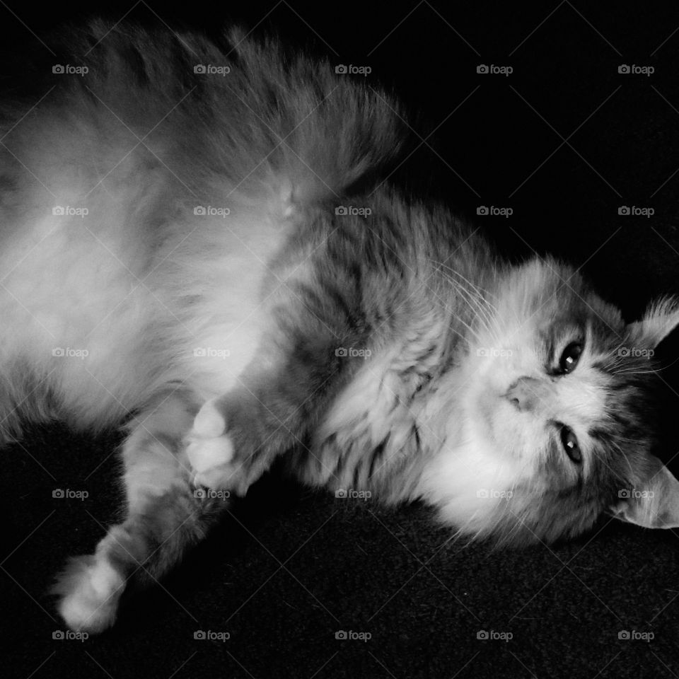 Adorable Fluffy cat laying down looking up at me in black and white
