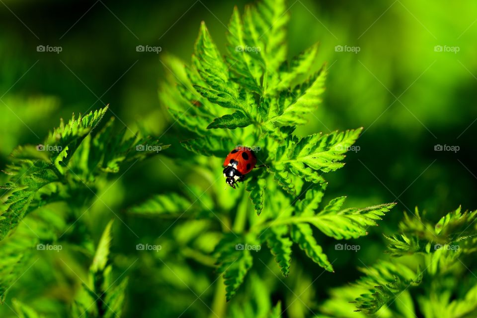 Ladybug on green plant