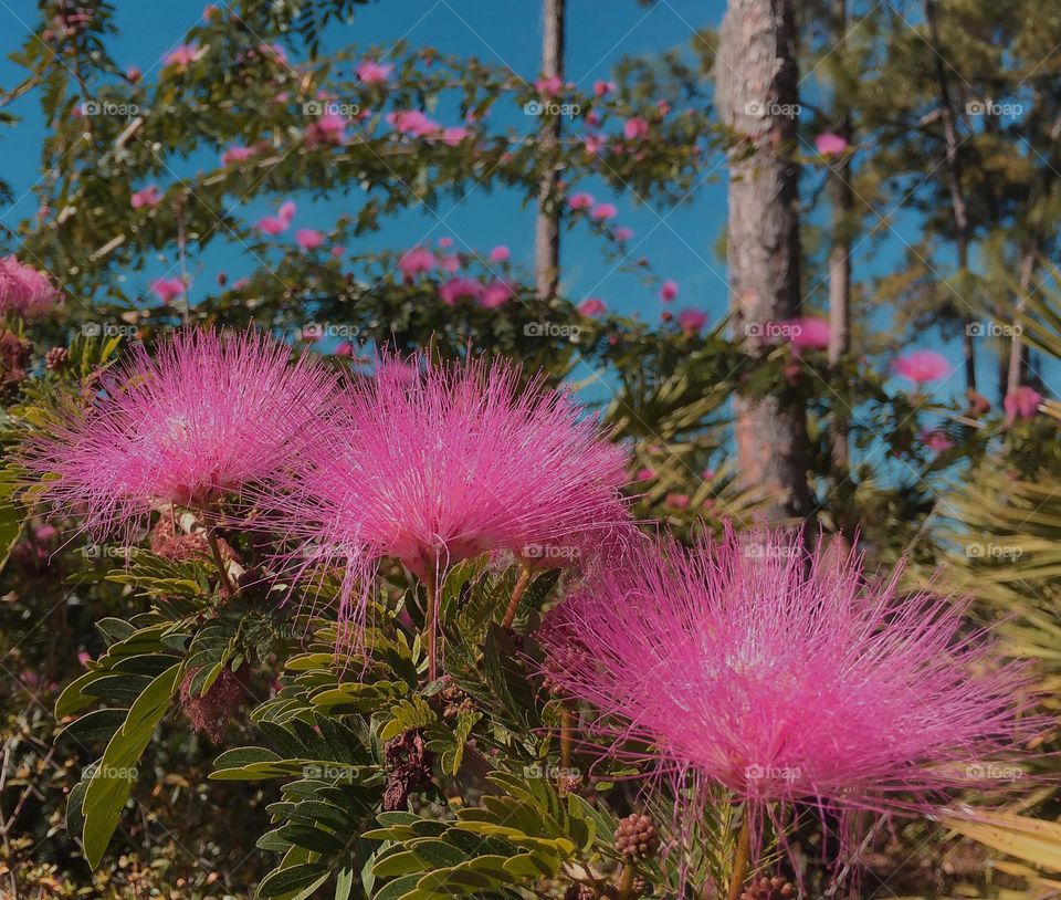 Flowering tree covered in dazzling pink blossoms.