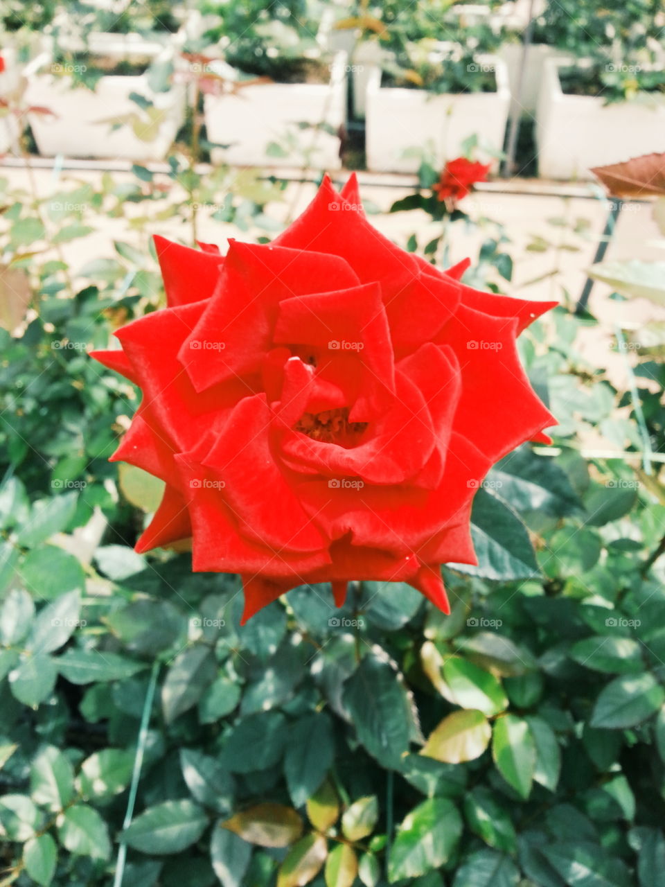 "flower power". at flower garden at Cameron Highland