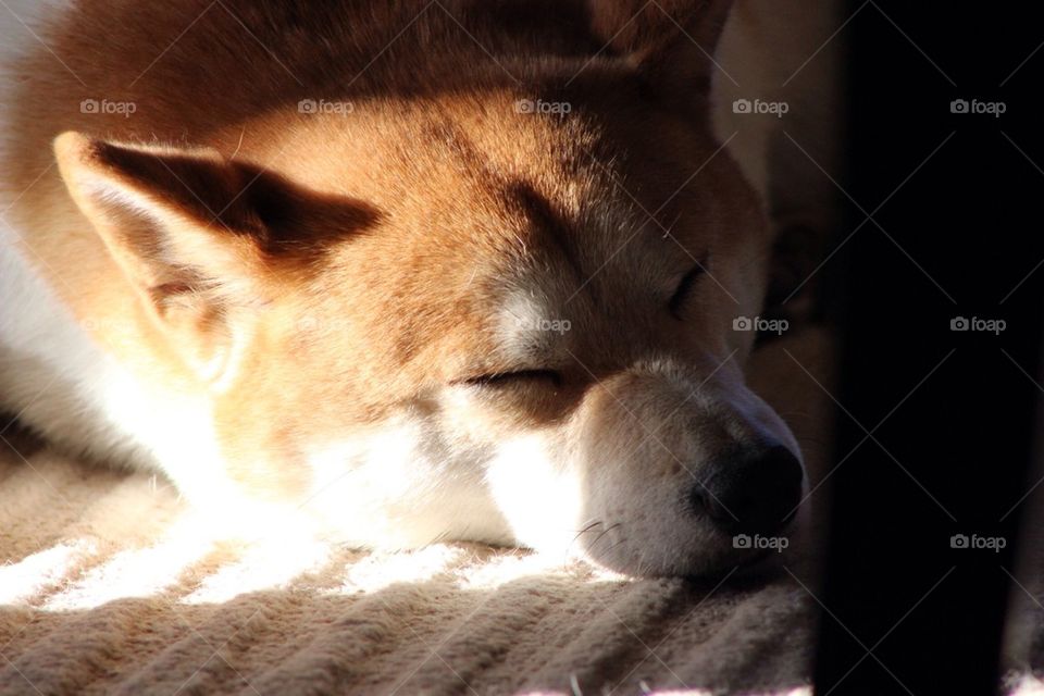 Sleeping Dog