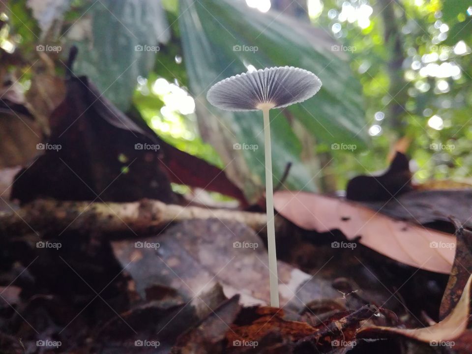 mushroom..
parasola sp.